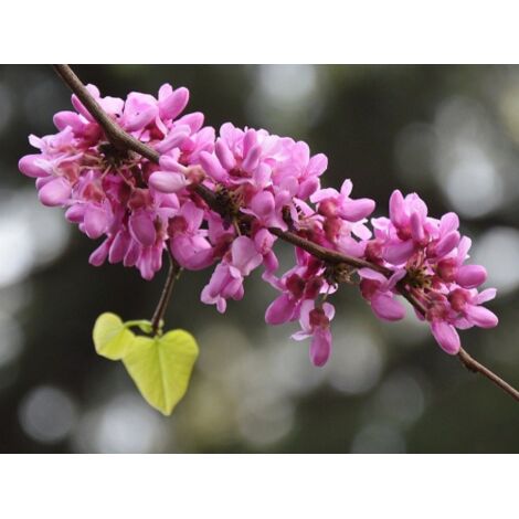  Cercis Siliquastrum "Albero Di Giuda" Pianta In Vaso 9 Cm