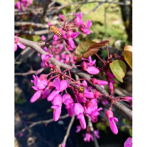  Cercis Siliquastrum "Albero Di Giuda" Pianta In Vaso 9 Cm