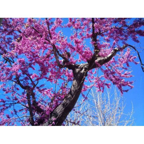  Cercis Siliquastrum "Albero Di Giuda" Pianta In Vaso 9 Cm