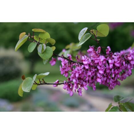  Cercis Siliquastrum "Albero Di Giuda" Pianta In Vaso 9 Cm