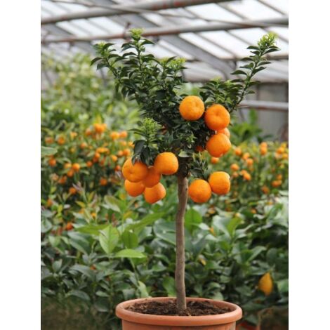  Chinotto "Citrus X Myrtifolia" Pianta Di Agrumi Di Sicilia In Vaso 20 Cm FOTO REALI