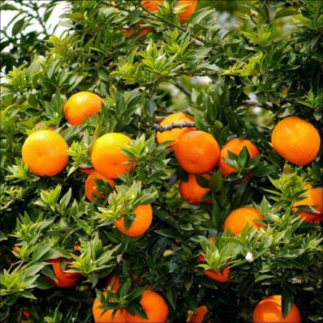  Chinotto "Citrus X Myrtifolia" Pianta Di Agrumi Di Sicilia In Vaso 20 Cm FOTO REALI