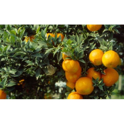  Chinotto "Citrus X Myrtifolia" Pianta Di Agrumi Di Sicilia In Vaso 20 Cm FOTO REALI