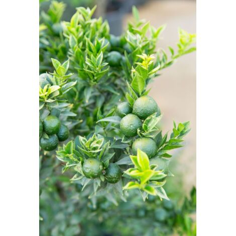  Chinotto "Citrus X Myrtifolia" Pianta Di Agrumi Di Sicilia In Vaso 20 Cm FOTO REALI