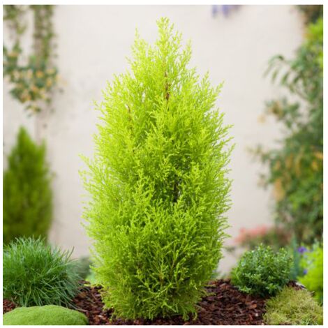 Cipresso "Cupressus Macrocarpa Goldcrest" Pianta In Vaso Biodegr. H. 40/60 Cm