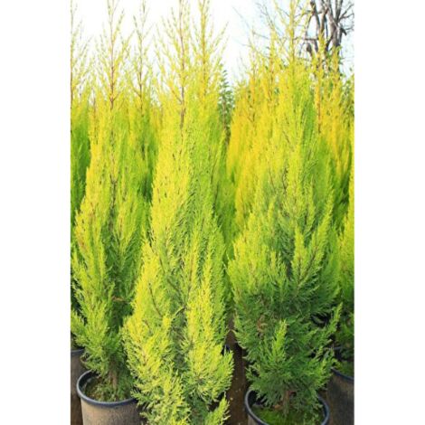  Cipresso "Cupressus Macrocarpa Goldcrest" Pianta In Vaso Biodegr. H. 40/60 Cm