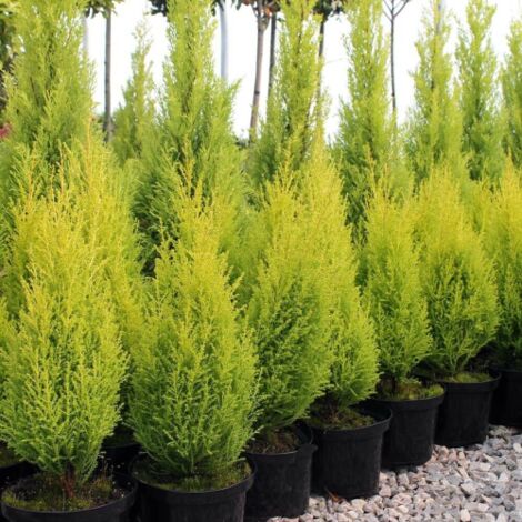  Cipresso "Cupressus Macrocarpa Goldcrest" Pianta In Vaso Biodegr. H. 40/60 Cm