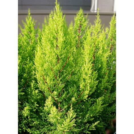  Cipresso "Cupressus Macrocarpa Goldcrest" Pianta In Vaso Biodegr. H. 40/60 Cm