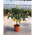  Limone Lunario "Citrus Limon" Limone 4 Stagioni Pianta In Vaso 20 Cm
