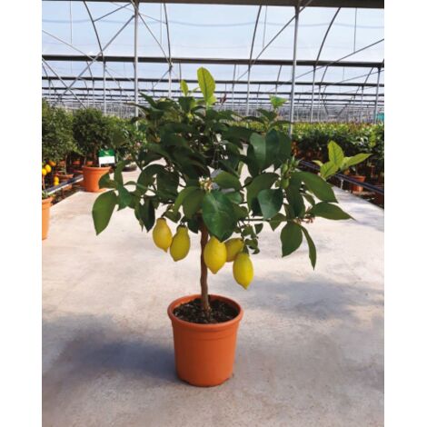  Limone Lunario "Citrus Limon" Limone 4 Stagioni Pianta In Vaso 20 Cm