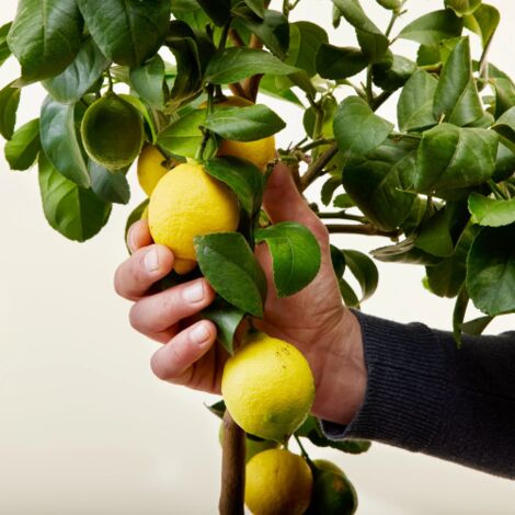  Limone Lunario "Citrus Limon" Limone 4 Stagioni Pianta In Vaso 20 Cm