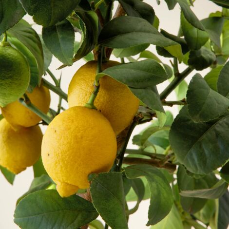  Limone Lunario "Citrus Limon" Limone 4 Stagioni Pianta In Vaso 20 Cm