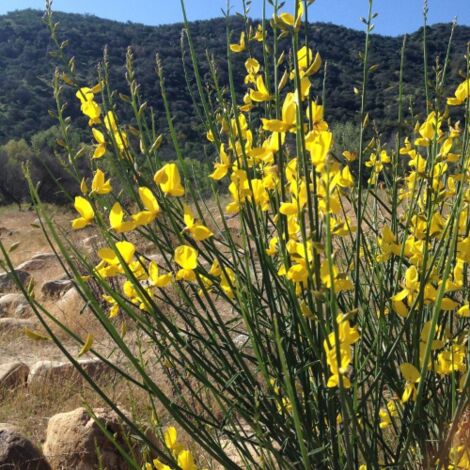  Ginestra Odorosa "Spartium Junceum" Ginestra Di Spagna Pianta In Vaso 9 Cm
