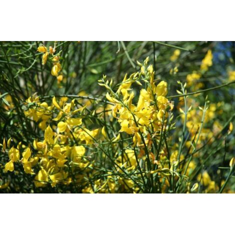  Ginestra Odorosa "Spartium Junceum" Ginestra Di Spagna Pianta In Vaso 9 Cm