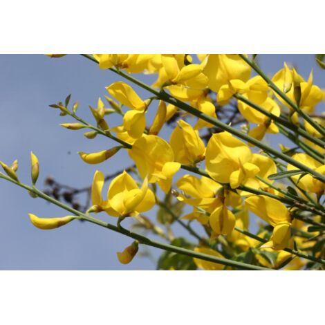  Ginestra Odorosa "Spartium Junceum" Ginestra Di Spagna Pianta In Vaso 9 Cm
