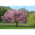  Magnolia Giapponese "Magnolia Soulangeana" Pianta In Vaso 24 Cm