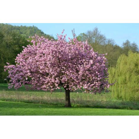  Magnolia Giapponese "Magnolia Soulangeana" Pianta In Vaso 24 Cm