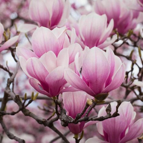  Magnolia Giapponese "Magnolia Soulangeana" Pianta In Vaso 24 Cm