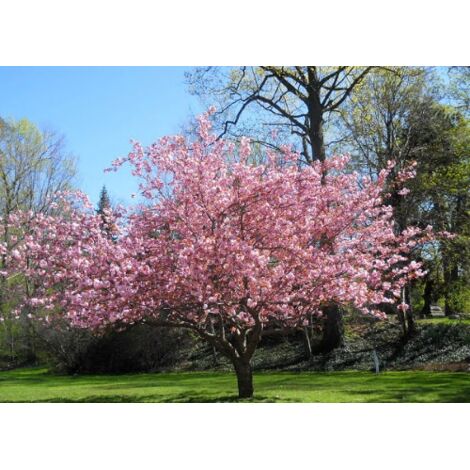  Magnolia Giapponese "Magnolia Soulangeana" Pianta In Vaso 24 Cm