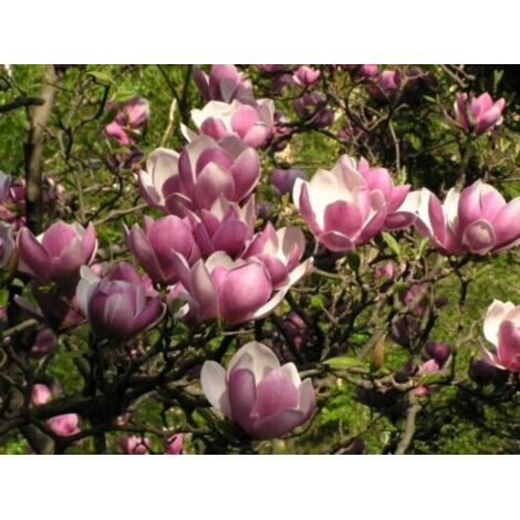  Magnolia Giapponese "Magnolia Soulangeana" Pianta In Vaso 24 Cm
