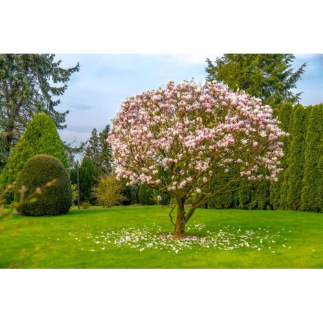  Magnolia Giapponese "Magnolia Soulangeana" Pianta In Vaso 24 Cm
