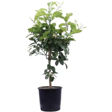  Pianta Di Mapo " Citrus X Tangelo " In Vaso 22 Cm Agrumi Di Sicilia