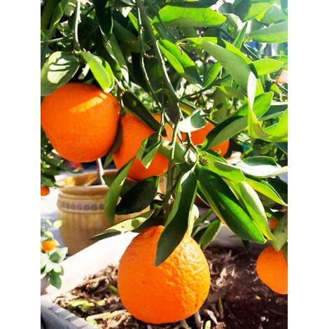  Pianta Di Mapo " Citrus X Tangelo " In Vaso 22 Cm Agrumi Di Sicilia