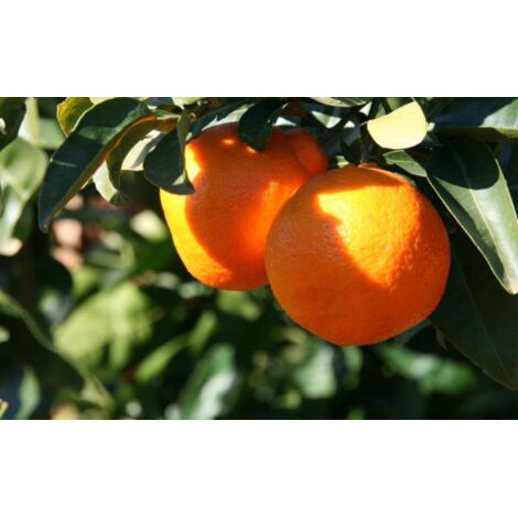  Pianta Di Mapo " Citrus X Tangelo " In Vaso 22 Cm Agrumi Di Sicilia