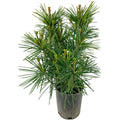  Pino A Ombrello Giapponese "Sciadopitys Verticillata" Pianta In Vaso 24 Cm H. 40/60 Cm