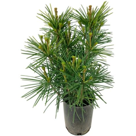  Pino A Ombrello Giapponese "Sciadopitys Verticillata" Pianta In Vaso 24 Cm H. 40/60 Cm