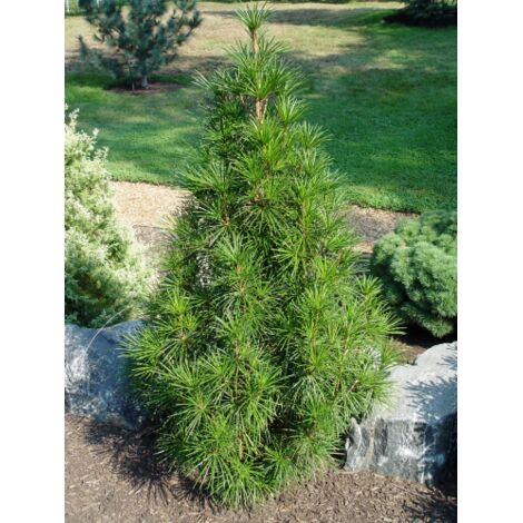  Pino A Ombrello Giapponese "Sciadopitys Verticillata" Pianta In Vaso 24 Cm H. 40/60 Cm