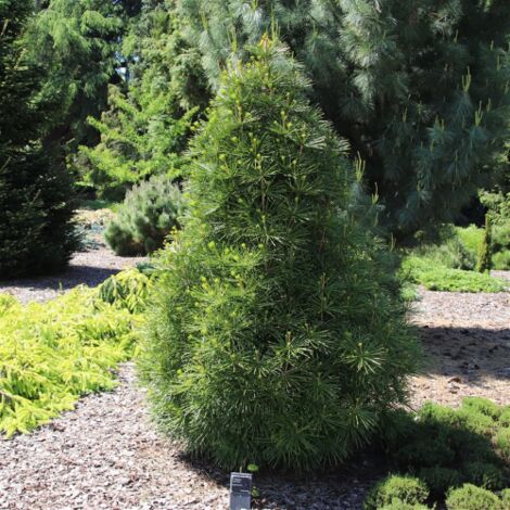  Pino A Ombrello Giapponese "Sciadopitys Verticillata" Pianta In Vaso 24 Cm H. 40/60 Cm