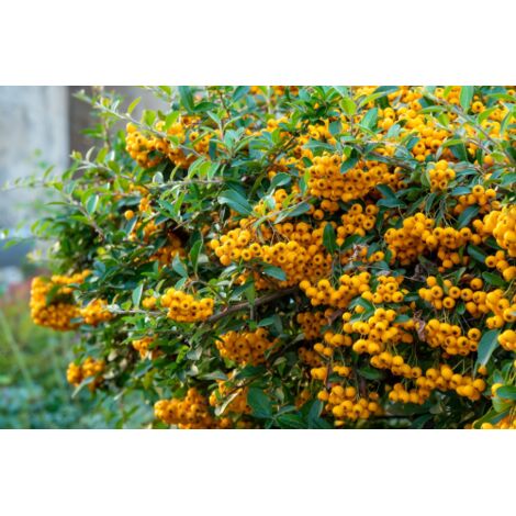  Piracanta Gialla "Pyracantha Coccinea Soleil D'Or" Agazzino Pianta In Vaso 11 Cm
