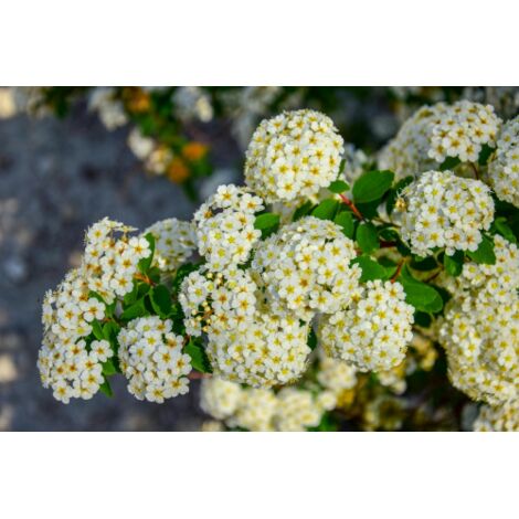  Piracanta Gialla "Pyracantha Coccinea Soleil D'Or" Agazzino Pianta In Vaso 11 Cm