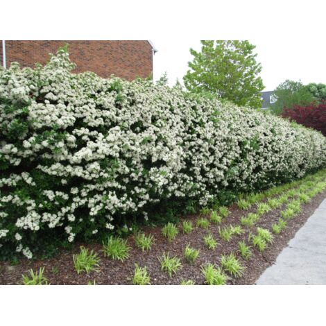  Piracanta Gialla "Pyracantha Coccinea Soleil D'Or" Agazzino Pianta In Vaso 11 Cm