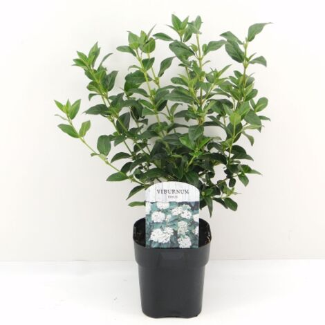  Viburno Tino "Viburnum Tinus" Pianta Da Siepe In Vaso 11 Cm