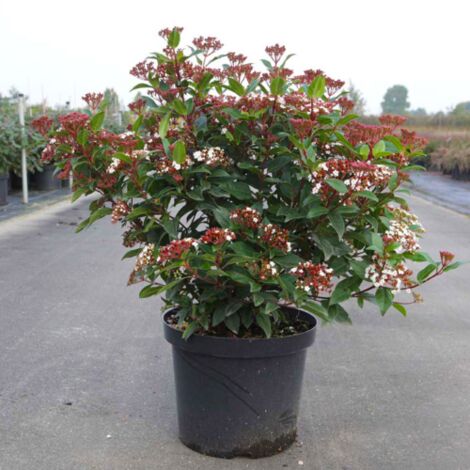  Viburno Tino "Viburnum Tinus" Pianta Da Siepe In Vaso 19 Cm