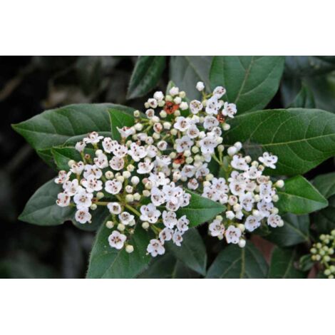  Viburno Tino "Viburnum Tinus" Pianta Da Siepe In Vaso 19 Cm