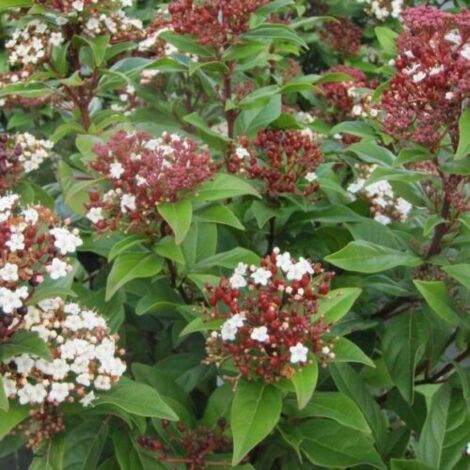  Viburno Tino "Viburnum Tinus" Pianta Da Siepe In Vaso 19 Cm