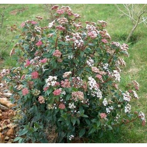  Viburno Tino "Viburnum Tinus" Pianta Da Siepe In Vaso 19 Cm