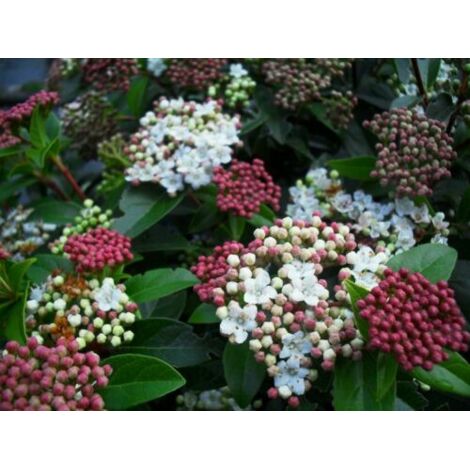  Viburno Tino "Viburnum Tinus" Pianta Da Siepe In Vaso 19 Cm
