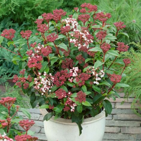  Viburno Tino "Viburnum Tinus" Pianta Da Siepe In Vaso Biodegradabile H. 30/40 Cm