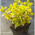  Evonimo "Euonymus Fortunei Emerald Gold" Pianta In Vaso Biodegradabile