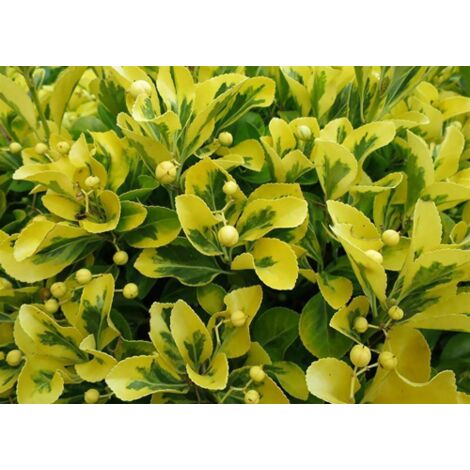  Evonimo "Euonymus Fortunei Emerald Gold" Pianta In Vaso Biodegradabile