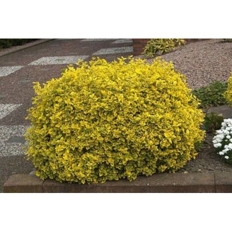  Evonimo "Euonymus Fortunei Emerald Gold" Pianta In Vaso Biodegradabile