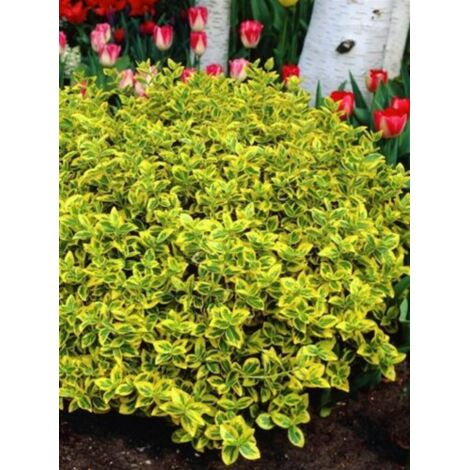  Evonimo "Euonymus Fortunei Emerald Gold" Pianta In Vaso Biodegradabile