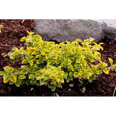  Evonimo "Euonymus Fortunei Emerald Gold" Pianta In Vaso Biodegradabile