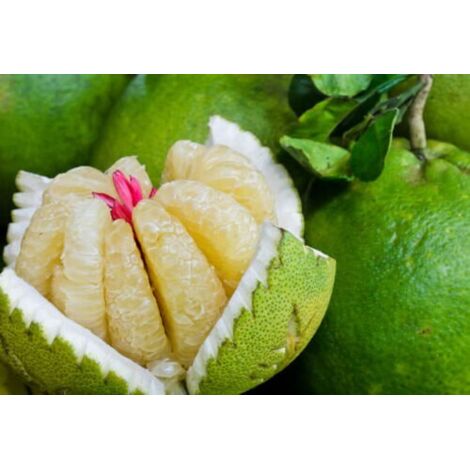  Pomelo Pummelo "Citrus Maxima" Pianta Adulta In Fitocella Agrumi Di Sicilia