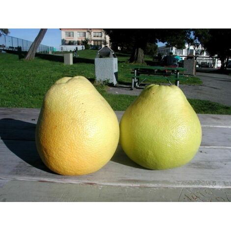  Pomelo Pummelo "Citrus Maxima" Pianta Adulta In Fitocella Agrumi Di Sicilia