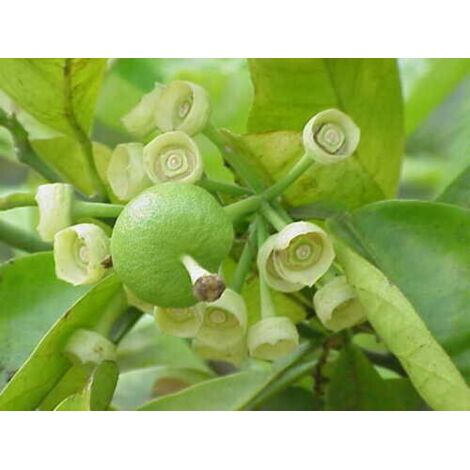  Pomelo Pummelo "Citrus Maxima" Pianta Adulta In Fitocella Agrumi Di Sicilia